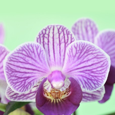 175263136487-Phal.%20Younghome%20Purple%20Baby%20'06101'%20%E8%8A%B14.jpg