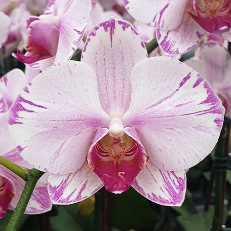 175265315399-Phal.%20Fong%20Tien's%20Amapearl%20'Cone%20Pearl%20CL913G'%20%E8%8A%B11.jpg