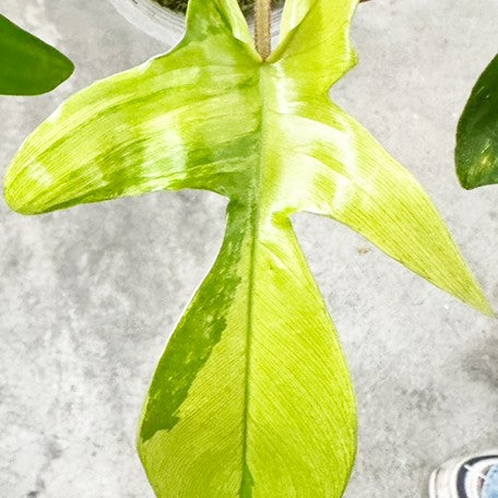 175265847352-Philodendron%20'Florida%20beauty'%20(variegata)%202.5''%20%E6%A4%8D%E6%A0%AA2.jpg