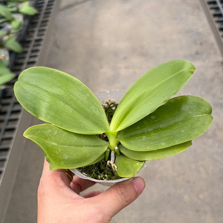 175265941391-Phal.%20speciosa%20'Coffee%20Spots'%20%E6%A4%8D%E6%A0%AA2.5''1.jpg
