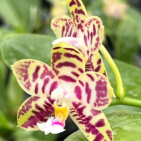 Phalaenopsis Lyndon Mix Zebra '708' 2.5