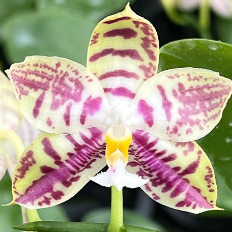 175280030497-Phal.%20Lyndon%20Mix%20Zebra%20'708'%20%E8%8A%B13.jpg
