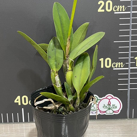 175280992784-LC.%20Hwa%20Yuan%20Angel%20'Little%20Beautifu%20%E6%A4%8D%E6%A0%AA3''1.jpg