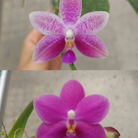 175283648169-Phal.%20Purple%20Martin%20var.%20blue%20%C3%97%20Tetrasambo%20'764'%20%E8%8A%B12.jpg