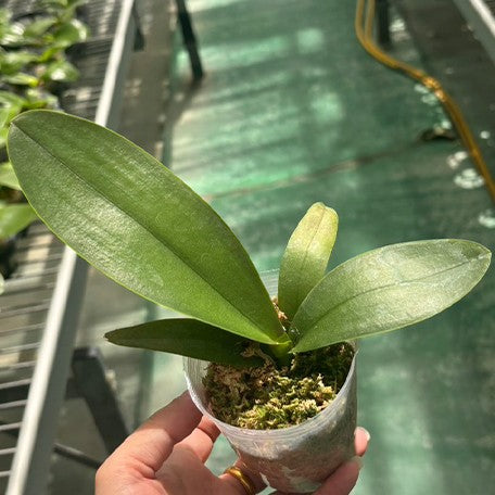 175283657046-Phal.%20Miki%20Ice%20Cube%20%E6%A4%8D%E6%A0%AA2.5'1.jpg