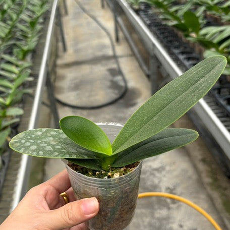 175283661260-Phal.%20Miki%20Splash%20Butterfly%20%E6%A4%8D%E6%A0%AA2.5''1.jpg