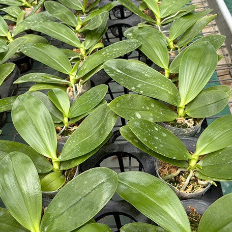 175316161735-Phal.%20Lyndon%20Mix%20Zebra%20'708'%20%E6%A4%8D%E6%A0%AA2.5''1.jpg