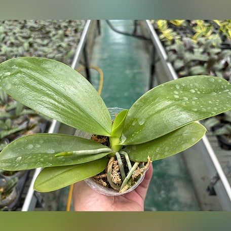 175316161778-Phal.%20Lyndon%20Mix%20Zebra%20'708'%20%E6%A4%8D%E6%A0%AA2.5''2.jpg