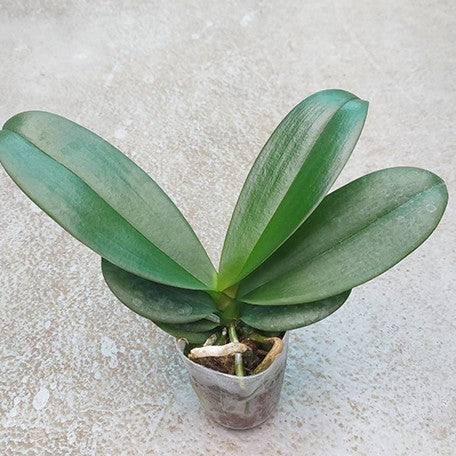 175316505914-Phal.%20Sogo%20Very%20Maple%20%E6%A4%8D%E6%A0%AA2.5''1.jpg