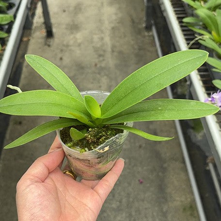 175316581793-Phal.%20Tying%20Shin%20Blue%20Jay%20%E6%A4%8D%E6%A0%AA2.5''1.jpg