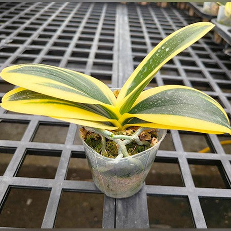 175317493987-Phal.%20Sogo%20Vivien%20'Variegata'%20%E6%A4%8D%E6%A0%AA2.5''1.jpg