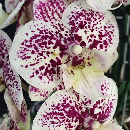 175317966883-Phal.%20Lace%20Heliodor%20%E8%8A%B12.jpg