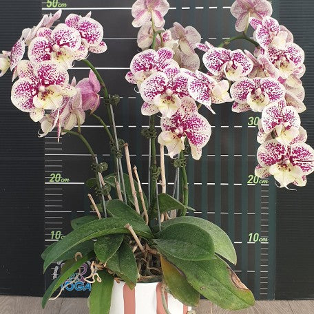175317966898-Phal.%20Lace%20Heliodor%20%E8%8A%B13.jpg