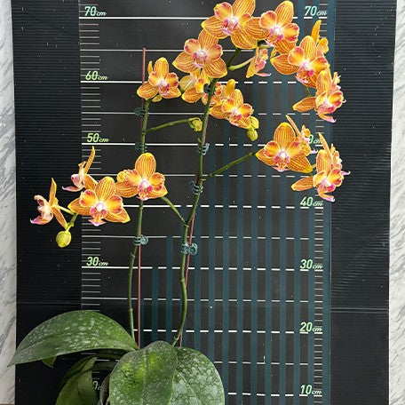 175317983249-Phal.%20Miki%20Millionaire%20%E8%8A%B13.jpg
