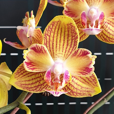 175317983255-Phal.%20Miki%20Millionaire%20%E8%8A%B11.jpg