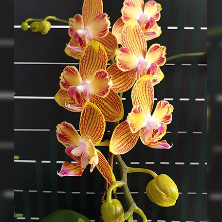 175317983257-Phal.%20Miki%20Millionaire%20%E8%8A%B12.jpg