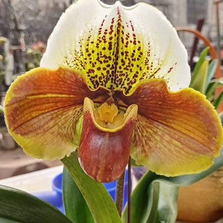 175323288411-Paph.%20Complex%20type%20'Red'%20%C3%97%20sib%20%E8%8A%B14.jpg
