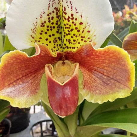 175323288435-Paph.%20Complex%20type%20'Red'%20%C3%97%20sib%20%E8%8A%B13.jpg