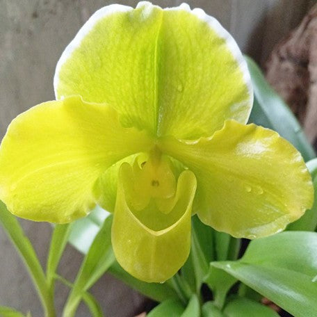 175323306833-Paph.%20Complex%20type%20'Green'%20%C3%97%20sib%20%E8%8A%B14.jpg