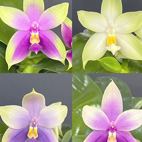 175323532254-Phal.%20violacea%20'Blue'%20%C3%97%20'Pink'%20%E8%8A%B13.jpg