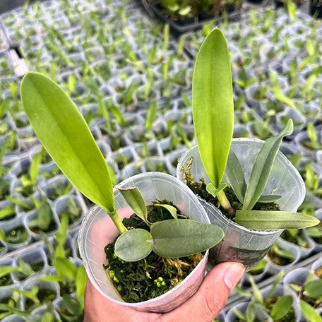 175326209412-Cattleya%20Zip%20(=tenebrosa%20%C3%97%20milleri)%202.5''%E6%A4%8D%E6%A0%AA1.jpg