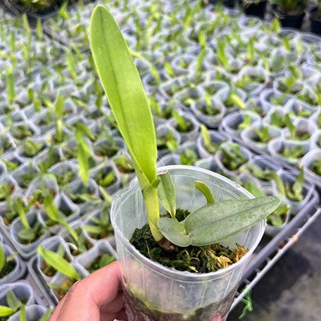 175326209462-Cattleya%20Zip%20(=tenebrosa%20%C3%97%20milleri)%202.5''%E6%A4%8D%E6%A0%AA2.jpg