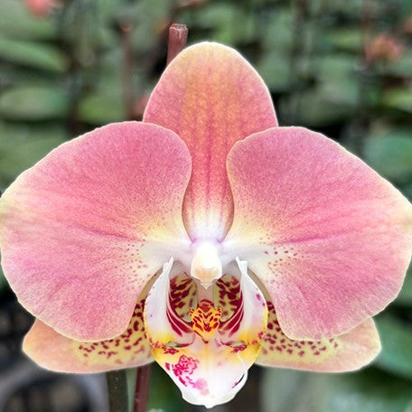 175334995987-Phal.%20Leco%20Fantastic%20'3328'%20%E8%8A%B15.jpg