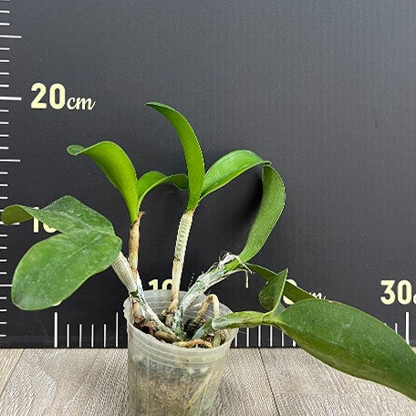 175340820939-C.%20violacea%20var.%20alba%20%C3%97%20sib%20%E6%A4%8D%E6%A0%AA2.5''1.jpg