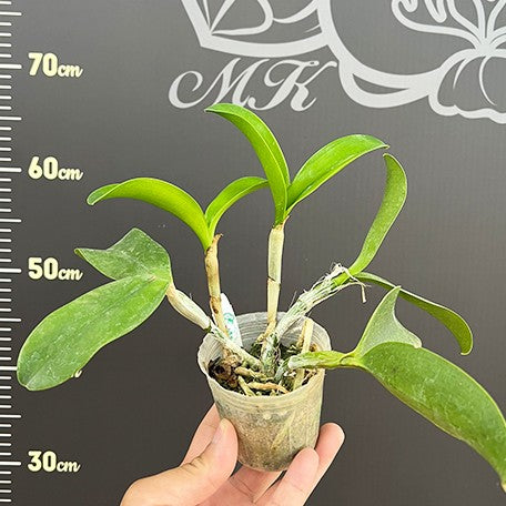 175340820954-C.%20violacea%20var.%20alba%20%C3%97%20sib%20%E6%A4%8D%E6%A0%AA2.5''2.jpg