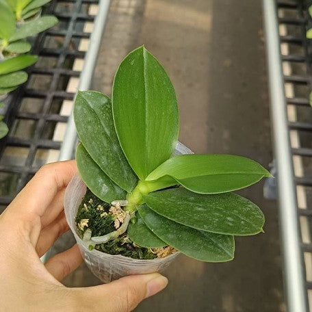175341391575-Phal.%20Meidarland%20Kaiulani%20'731'%20%E6%A4%8D%E6%A0%AA2.5''1.jpg