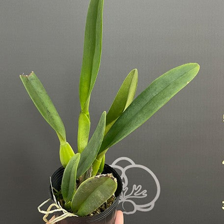 Cattleya Prism Palette 'Mischief' AM/AOS 3.5