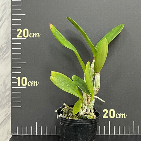 175343221581-Pot.%20Tsiku%20Amante%202.5''%E6%A4%8D%E6%A0%AA1.jpg