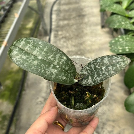 175368515991-Phal.%20philippinensis%20%C3%97%20sib%20%E6%A4%8D%E6%A0%AA2.5''1.jpg