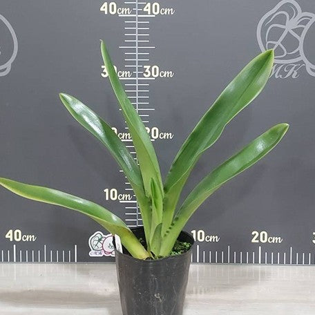 175368828971-Paph.%20(990075%20%C3%97%20Cocoa%20Green%20'Full%20Green')%20%E7%B6%A0%E8%82%89%E9%A4%85%203.5''%E6%A4%8D%E6%A0%AA1.jpg