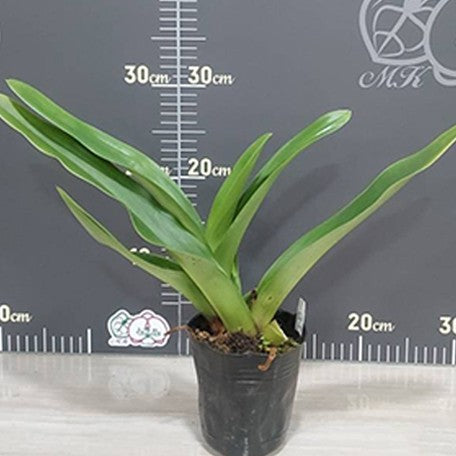 175368930590-Paph.%20Complex%20type%20'Red'%20%C3%97%20sib%203.5''%E6%A4%8D%E6%A0%AA1.jpg