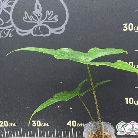 175376076379-Alocasia%20nycteris%20batwing%20%E6%A4%8D%E6%A0%AA2.5''1.jpg