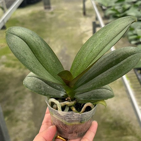 175377663740-Phal.%20Miki%20Phantom%20%E6%A4%8D%E6%A0%AA2.5''1.jpg