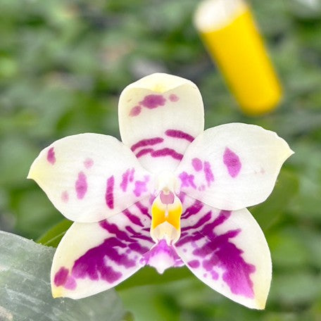 175383440595-Phal.%20Lyndon%20Mix%20Zebra%20'878'%20%E8%8A%B14.jpg