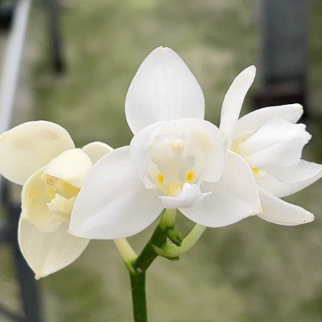 175383614642-Phal.%20Tzu%20Chiang%20Chrisna%20%E8%8A%B15.jpg
