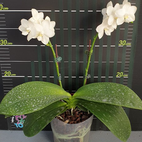 175383631796-Phal.%20Tzu%20Chiang%20Chrisna%20%E8%8A%B14.jpg