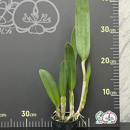 175384437480-Rl.%20digbyana%20'Green%20Giant'%20%E6%A4%8D%E6%A0%AA2.5''2.jpg