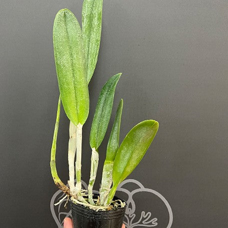 Rhyncholaelia digbyana 'Green Giant' FCC/AOS 2.5