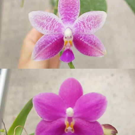 175385228711-Phal.%20Purple%20Martin%20var.%20blue%20%C3%97%20Tetrasambo%20'764'%20%E8%8A%B12.jpg