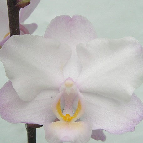 175385291235-Phal.%20Liu's%20Sakura%20%E8%8A%B12.jpg