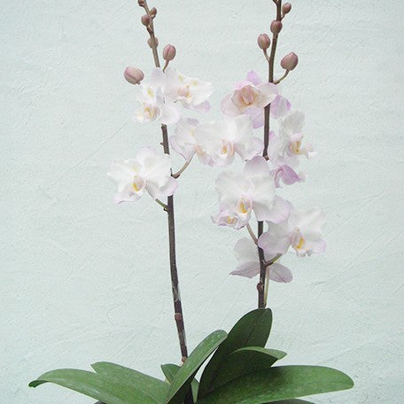 175385291298-Phal.%20Liu's%20Sakura%20%E8%8A%B11.jpg