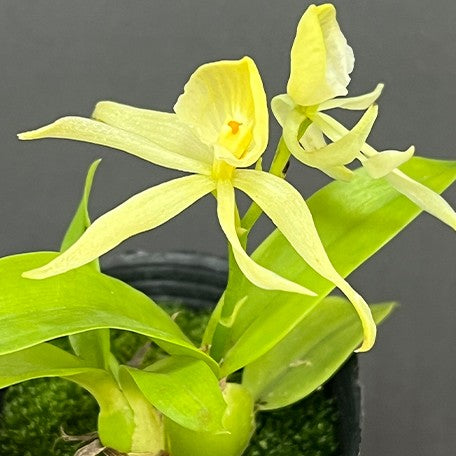 175386005516-Encyclia%20cochleata%20var.%20alba%20%C3%97%20sib%20%E8%8A%B12.jpg