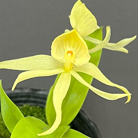 175386005583-Encyclia%20cochleata%20var.%20alba%20%C3%97%20sib%20%E8%8A%B11.jpg