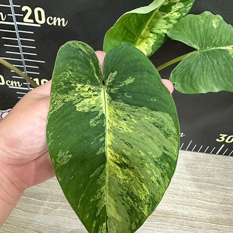 175386504873-Homalomena%20sp%20variegata%20%E6%A4%8D%E6%A0%AA2.5''2.jpg
