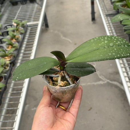 175386811172-Phal.%20Mangrove%20Forest%20%E7%B4%85%E6%A8%B9%E6%9E%97%202.5''%E6%A4%8D%E6%A0%AA1.jpg