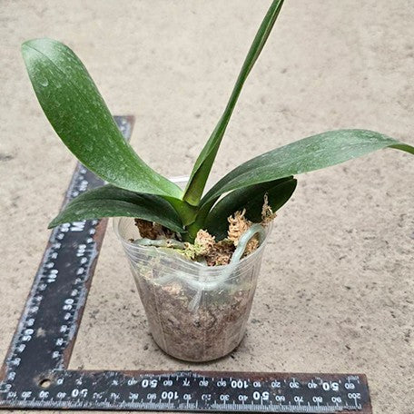 175386913284-Phal.%20Fangmei%20Ferrari%20%C3%97%20Lianher%20Koi%20%E6%A4%8D%E6%A0%AA2.5''1.jpg